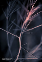 14k fotoart foto fotografie kunst composing bildbearbeitung blumen landschaft tiere portrait stil weithaler norbert